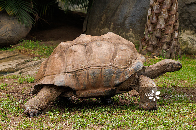 阿尔达布拉巨龟图片素材