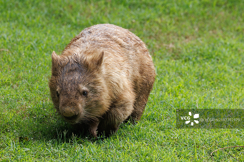 普通袋熊图片素材