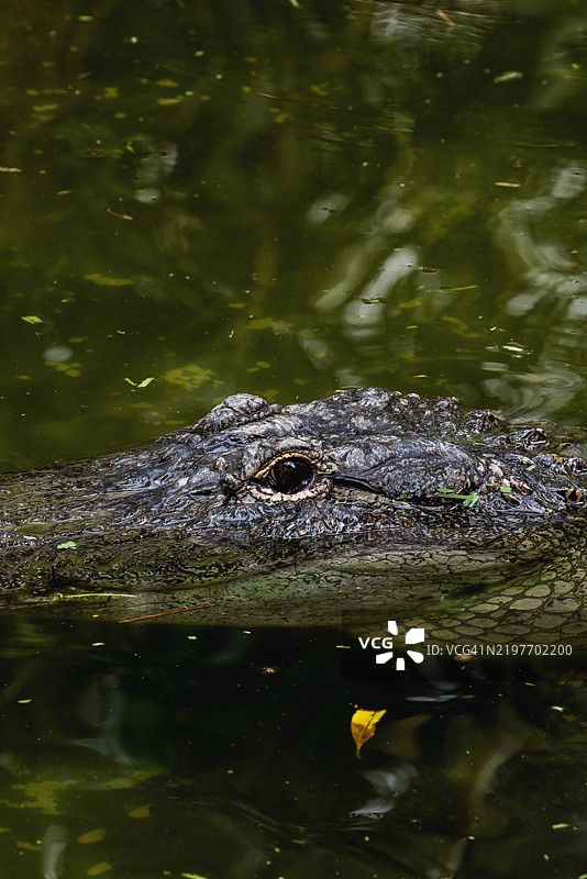 美洲鳄鱼图片素材