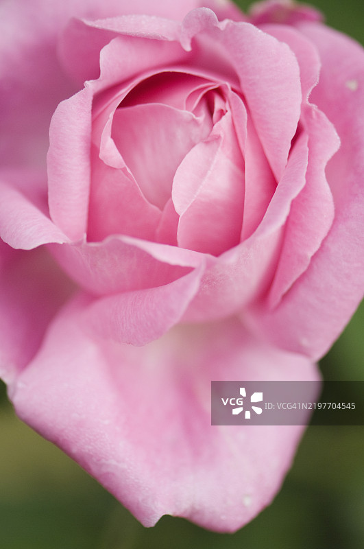 罗莎·杰基尔花特写图片素材