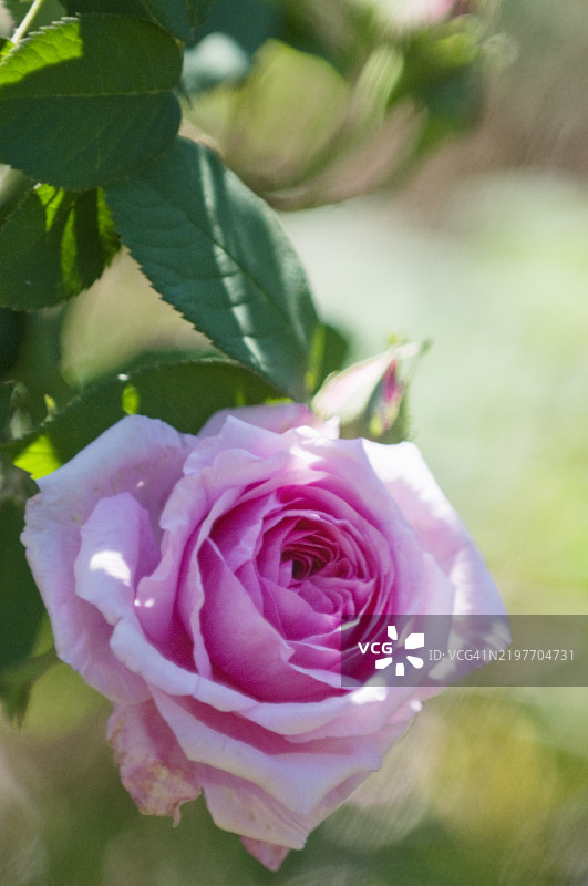 粉色完美形状的玫瑰花格特鲁达·杰基尔，孤立在美丽的阳光背景下图片素材