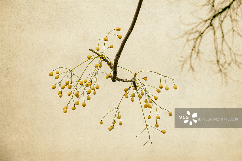 冬季的臭椿树枝和种子图片素材