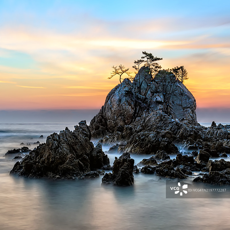 日出时海岸岩石上的风吹树木图片素材