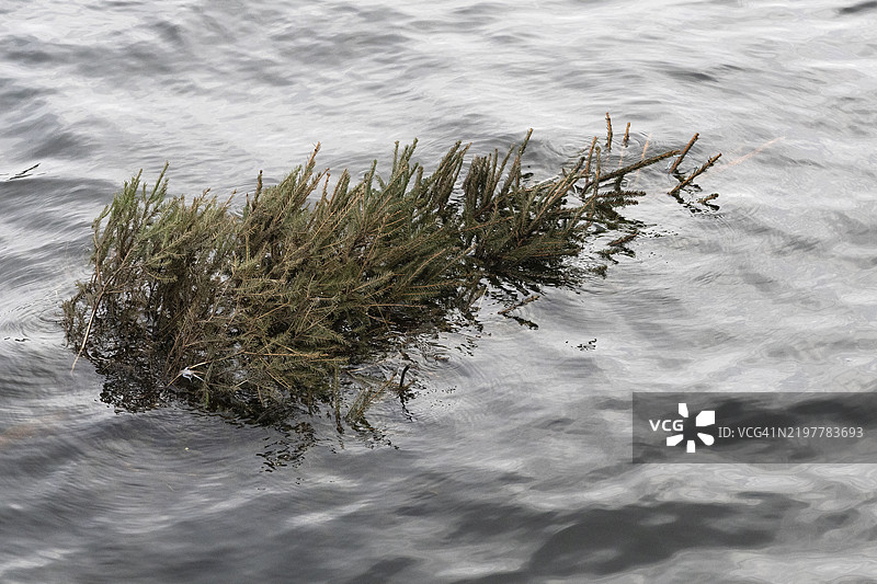 漂浮的圣诞树图片素材