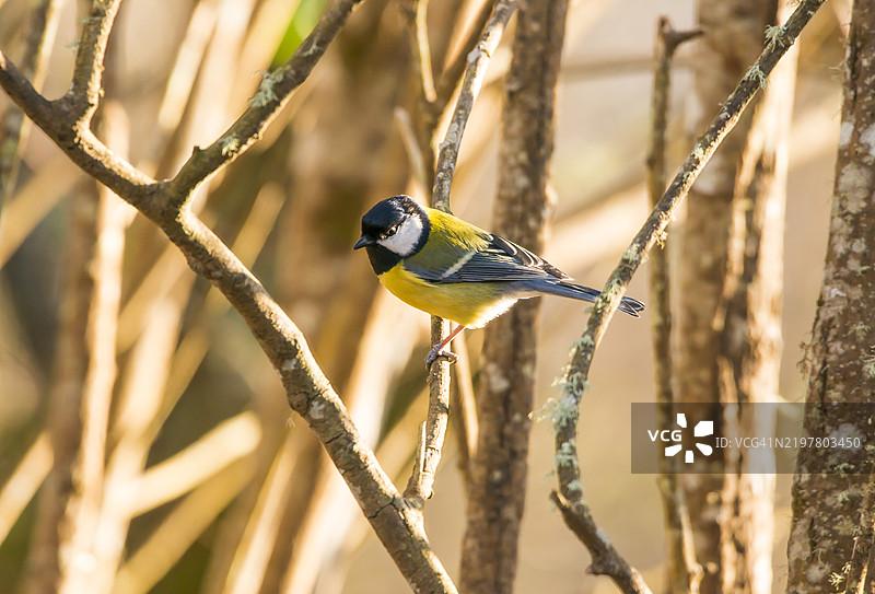 大山雀图片素材