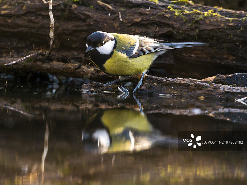大山雀图片素材