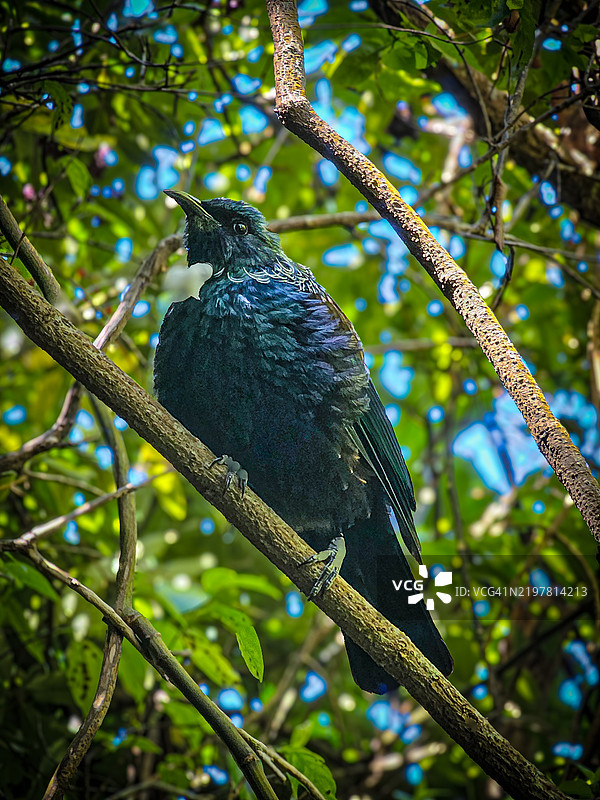 树上栖息的鸣禽特写图片素材