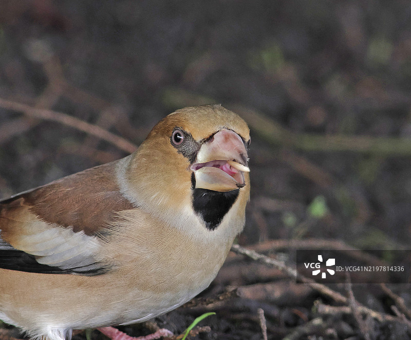 鹰嘴雀 [Coccothraustes coccothraustes]图片素材