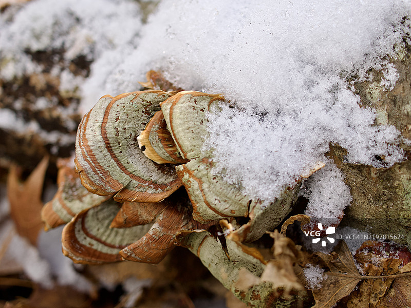 雪上的蘑菇特写，马萨诸塞州威尔斯利，美国图片素材