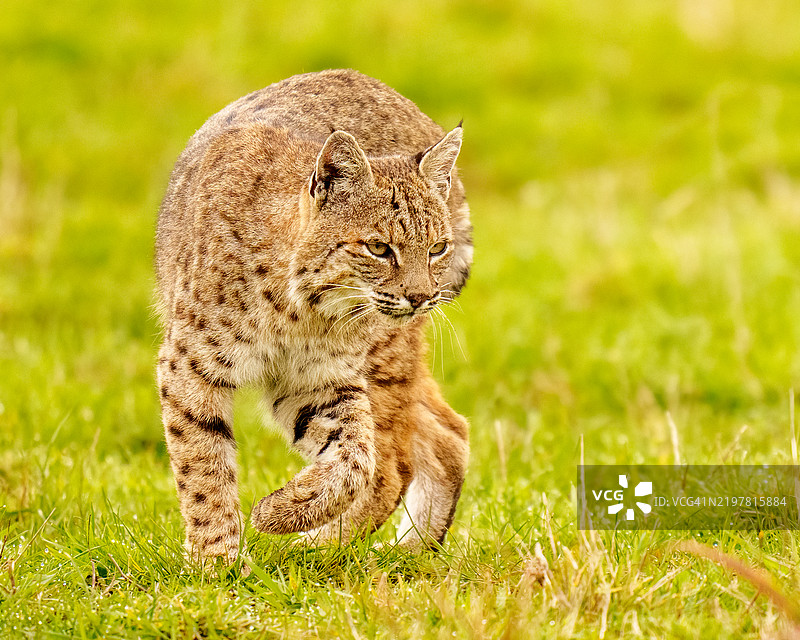 猫的肖像，加州西北马林，美国图片素材