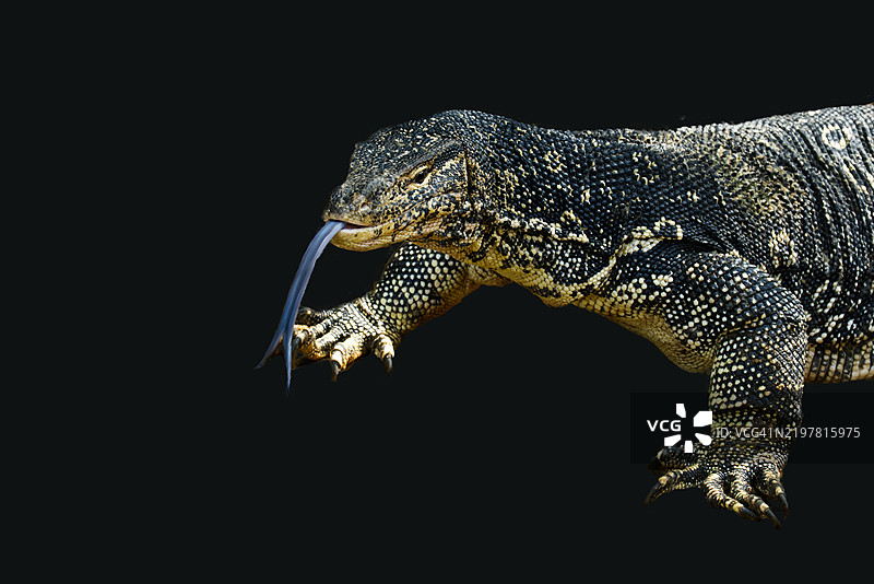 黑色背景下的巨蜥特写镜头图片素材