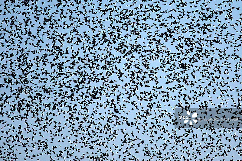 鸟类的全景拍摄图片素材