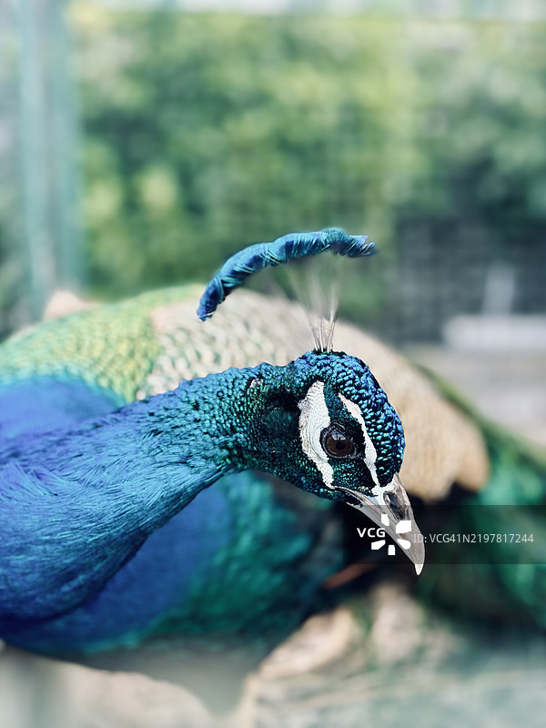 孔雀雌鸟的特写镜头图片素材