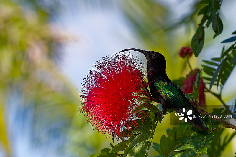 热带蜂鸟栖息在植物上的特写，瓜德罗普图片素材