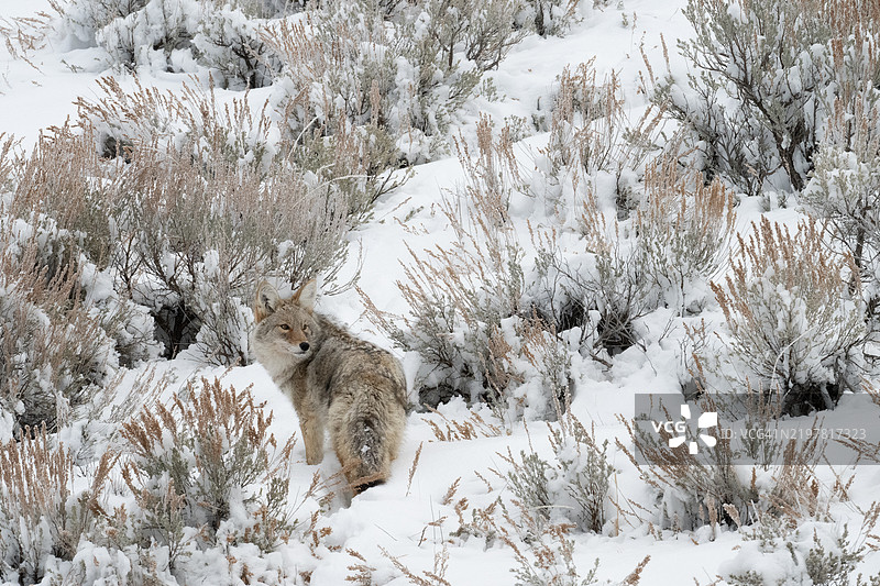 在雪覆盖的田野上站着的狐狸肖像，怀俄明州，美国图片素材