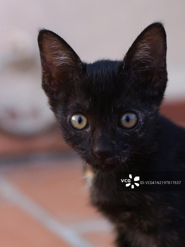 引人注目的黑色小猫肖像，明亮的眼睛和强烈的目光在自然光下，印度图片素材