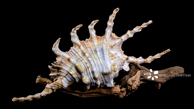 乌克兰敖德萨黑色背景上的蝎子海螺壳与木材图片素材