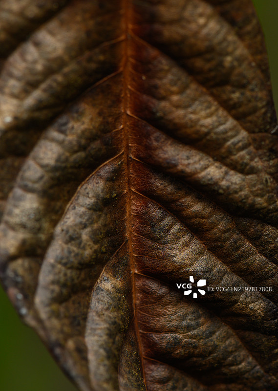 干枯叶子的复杂细节展示了自然艺术的图案，温暖的土色调。图片素材