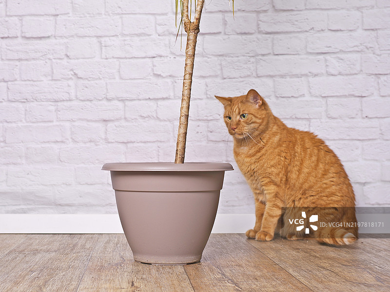 可爱的橘猫好奇地看着一盆室内植物，坏猫行为概念，德国图片素材