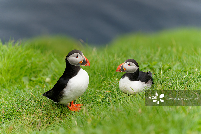大西洋海雀图片素材