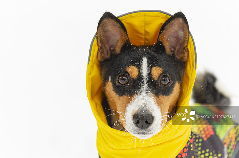 穿着雨衣的巴森吉犬特写，背景为白色图片素材
