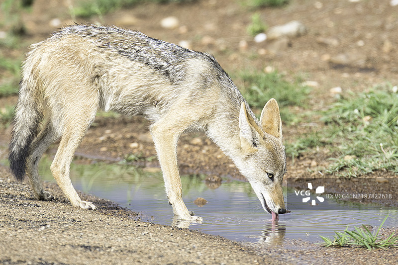 侧面视图的狗在南非皮兰斯堡国家公园的湖中喝水图片素材