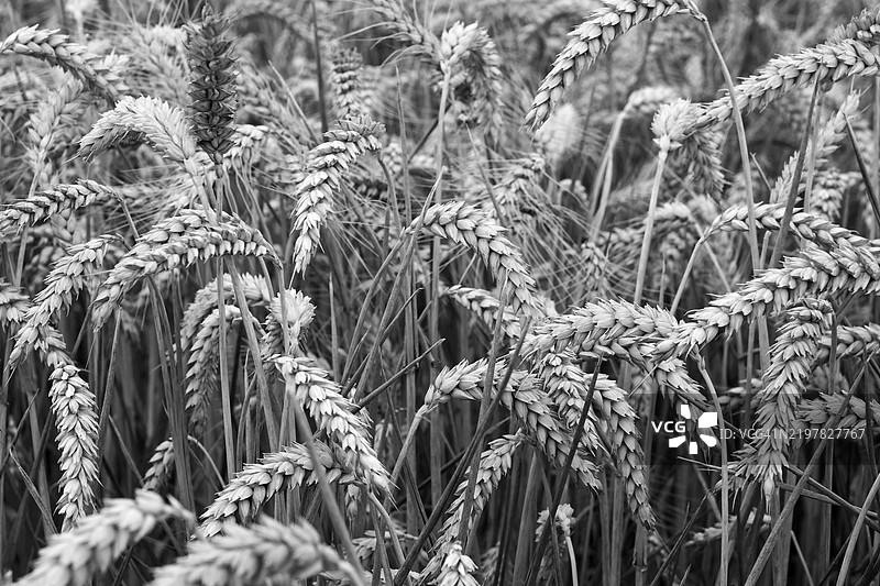 田野上作物的特写图片素材