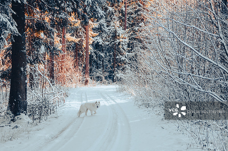 狗在雪覆盖的田野上行走的背影图片素材
