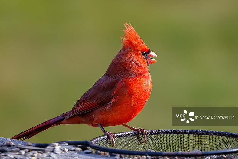 户外栖息的红雀特写，诺沃克，爱荷华州，美国图片素材