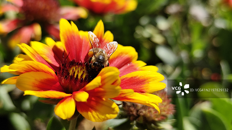 蜜蜂在黄色花朵上的特写镜头图片素材