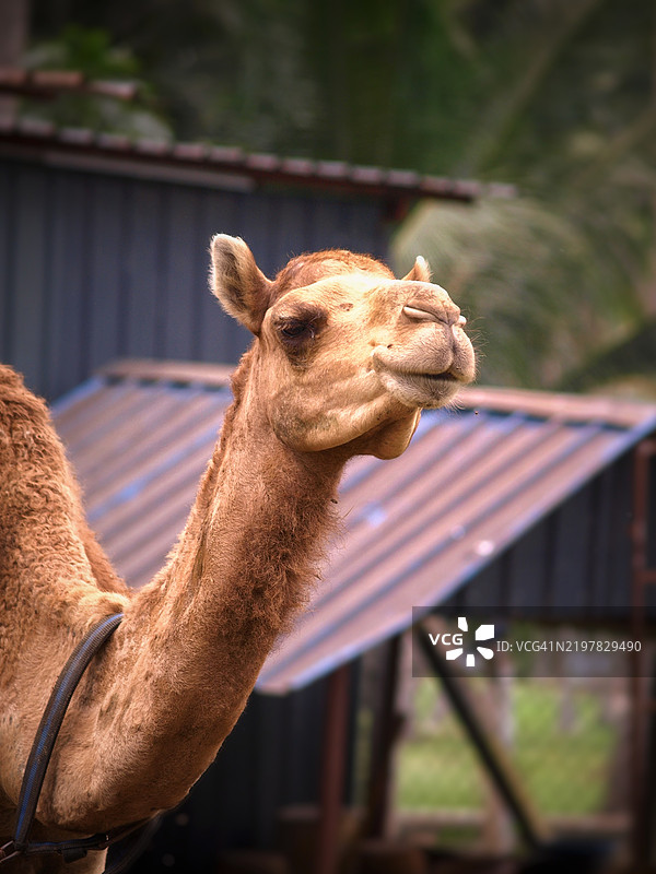 单峰骆驼的特写镜头图片素材
