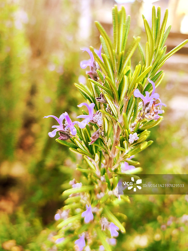 紫色开花植物的特写镜头图片素材