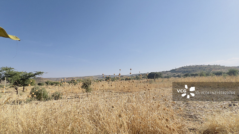 清澈天空下的田野美景，沙马尔·贾巴尔·马拉，中央达尔富尔，苏丹图片素材