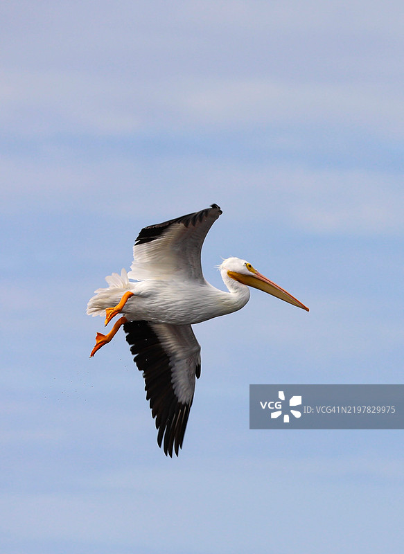 美国白鹈鹕在天空中飞翔，佛罗里达州布雷登顿， 美国图片素材