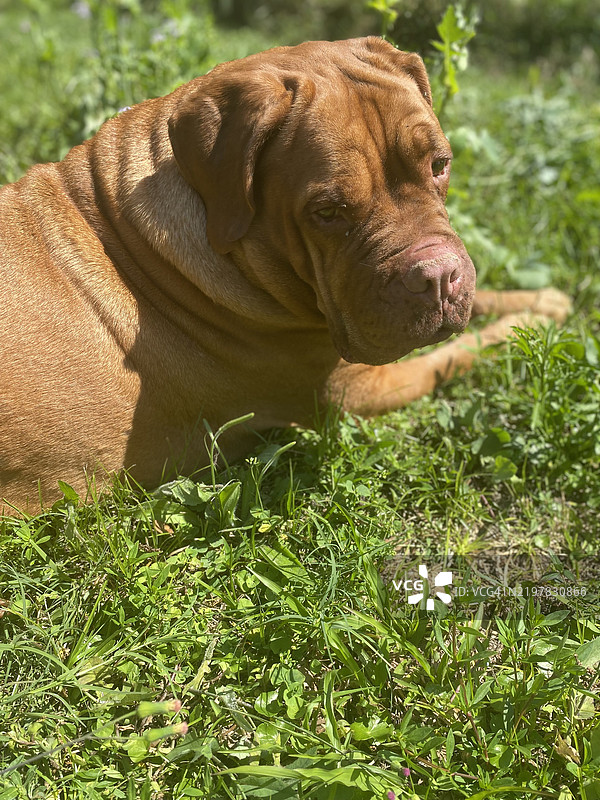 安息吧，尊贵的殿下，流口水的公主，婴儿女孩艾比·盖尔，态度最强的马士提夫犬，佛罗里达州，迈阿密市，美国图片素材