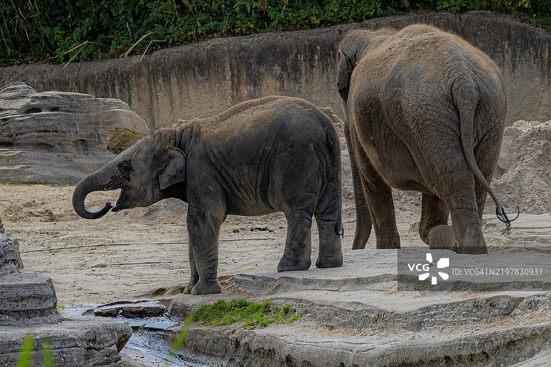 荷兰动物园侧面视角的大象图片素材