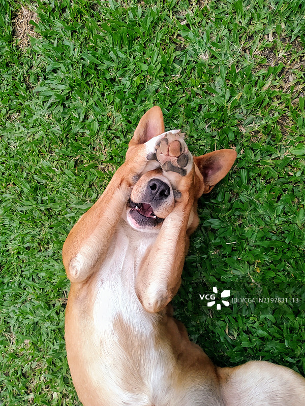 高角度视图的狗躺在草地上，巴西圣卡塔琳娜图片素材