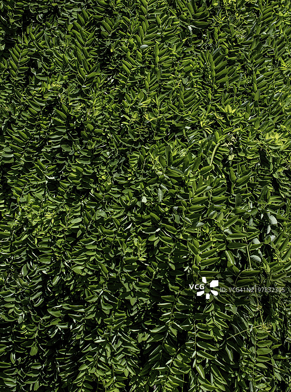 抽象春季植物纹理作为自然背景。绿色叶子概念图片素材