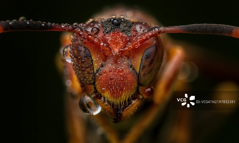 蜘蛛特写图片素材