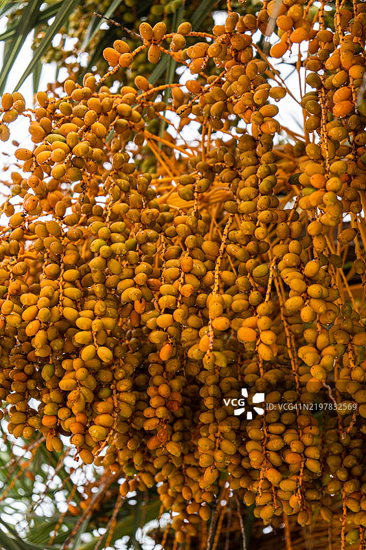 成熟的枣子挂在棕榈树上图片素材