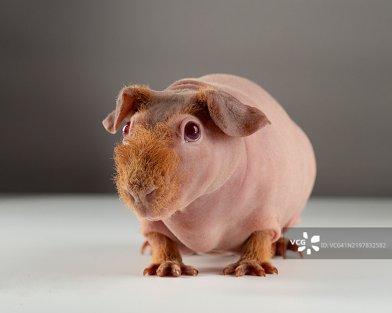 灰色背景下的兔子特写图片素材