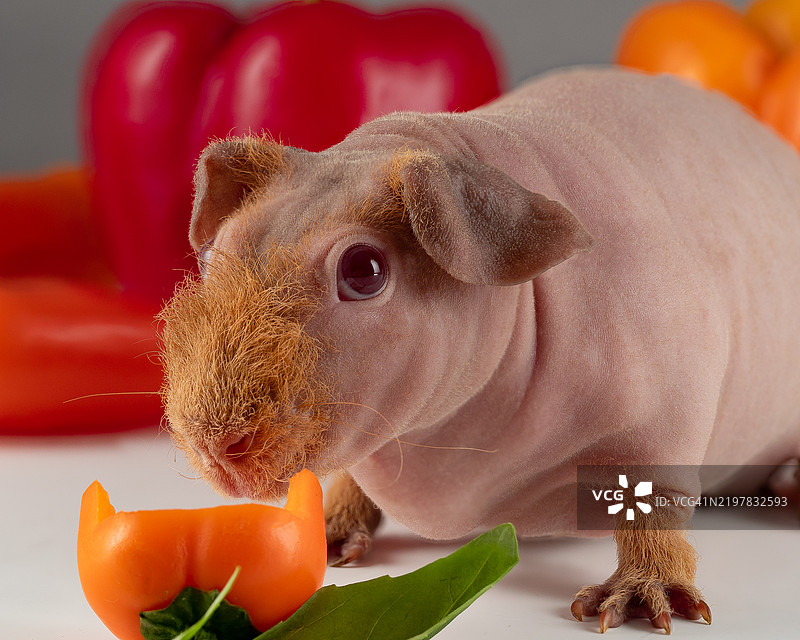 豚鼠特写吃胡萝卜图片素材