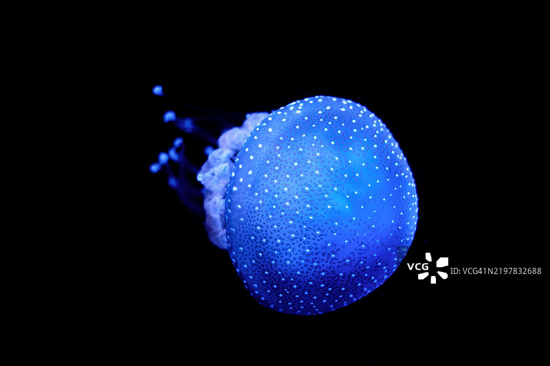 热带水母（Phyllorhiza punctata）白斑水母在水下图片素材