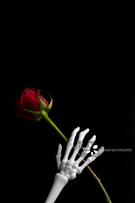 黑色背景上，骷髅手握着玫瑰，留有文字空间图片素材