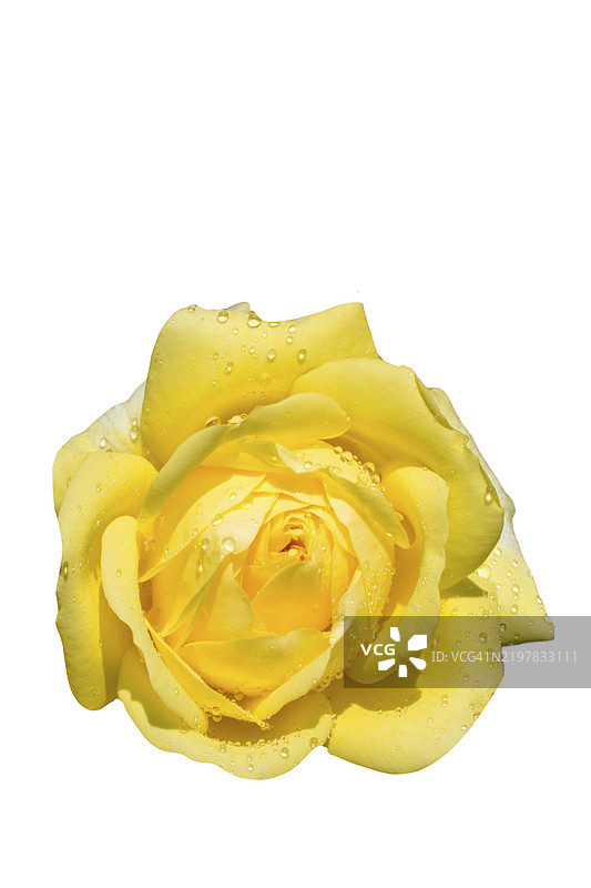 情人节和母亲节概念的孤立玫瑰，留白空间图片素材