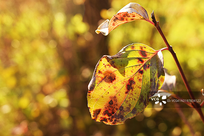 植物上的秋天叶子特写图片素材