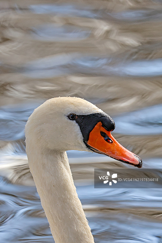 静音天鹅的面孔，留有空白空间图片素材