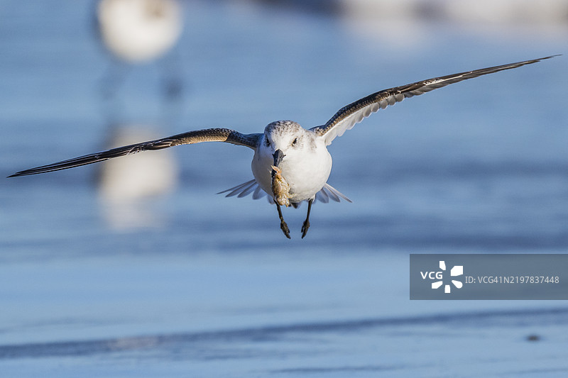 白色沙鸻 (Calidris alba)图片素材