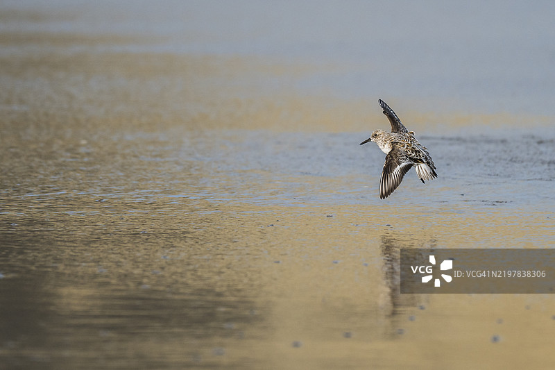 白色沙鸻 (Calidris alba)图片素材