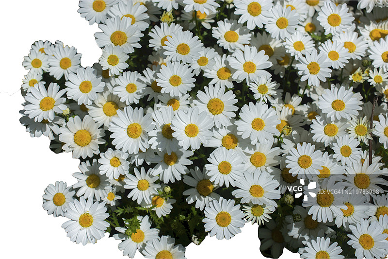 雏菊春季草地花卉自然背景花朵图片素材